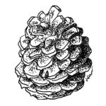 Christmas Card 2016 Pinecone stipple design Christmas Card 2016 Pinecone design