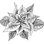 Christmas Card 2016 Poinsettia design Christmas Card 2016 Poinsettia design