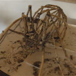 A spider sculpture I made from twigs and hot glue, one of my preferred sculpture mediums. A spider sculpture I made from twigs and hot glue, one of my preferred sculpture mediums.