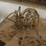 A spider sculpture I made from twigs and hot glue, one of my preferred sculpture mediums. A spider sculpture I made from twigs and hot glue, one of my preferred sculpture mediums.