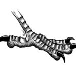 Black and white crow's foot, digital Black and white crow's foot, digital